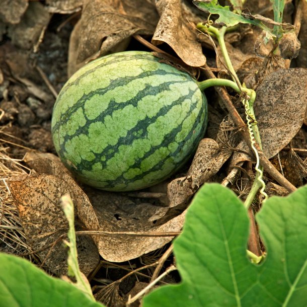 Melon Vand 'Sugar Baby'