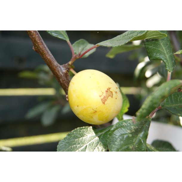 Prunus domestica 'Aprimira'