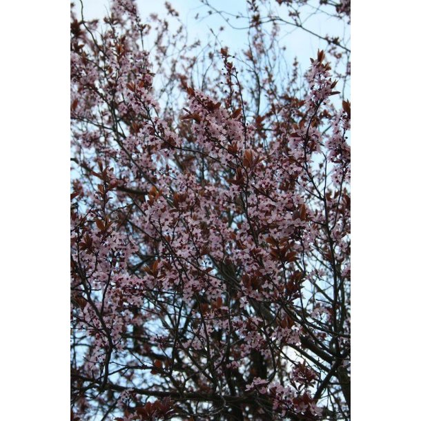 Prunus cer 'Nigra'