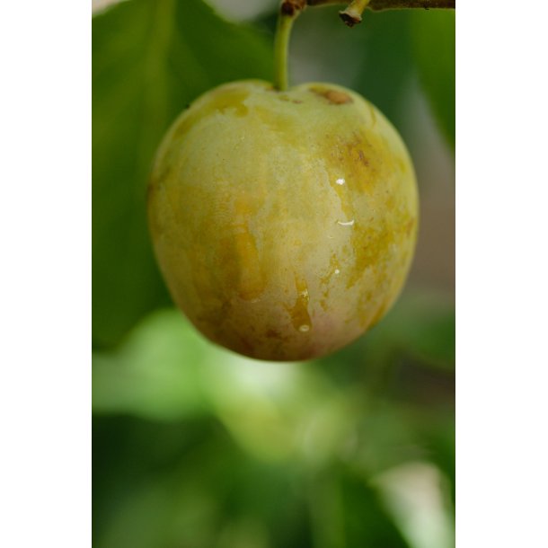 Prunus domestica 'Gul Abrikosblomme'