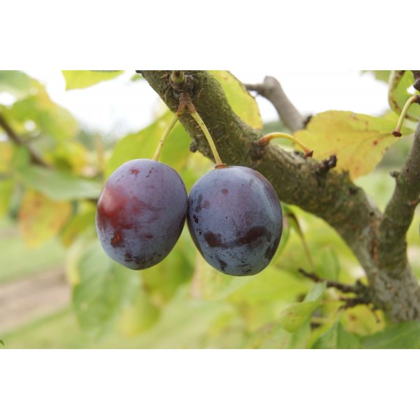 Prunus domestica 'Opal Dvrg' (Wavit)