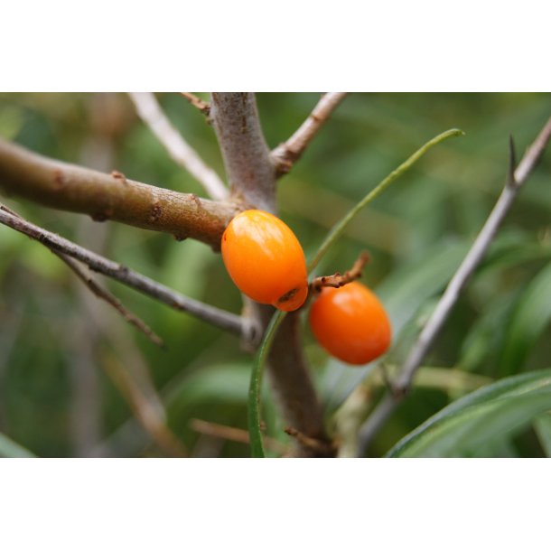 Hippophae rhamnoides 'Orange Energy' (Hunplante)