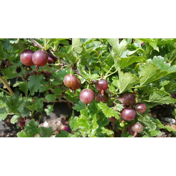 Ribes uva-crispa 'Easycrisp' / 'Lady Late'
