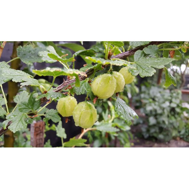 Ribes uva-crispa 'Easycrisp' / 'Lady Sun'