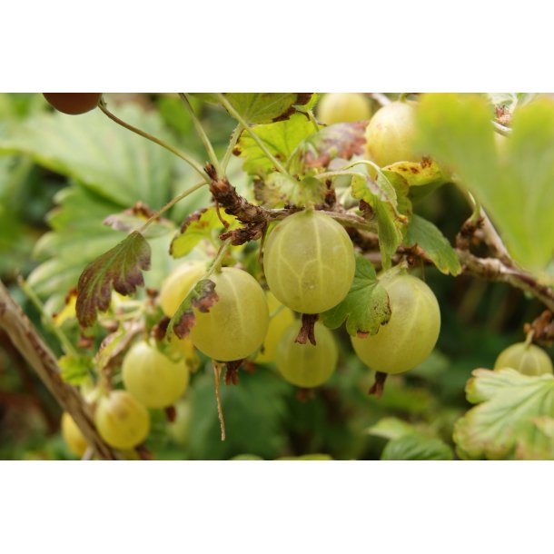 Ribes uva-crispa 'Hinnomki' (Gul)