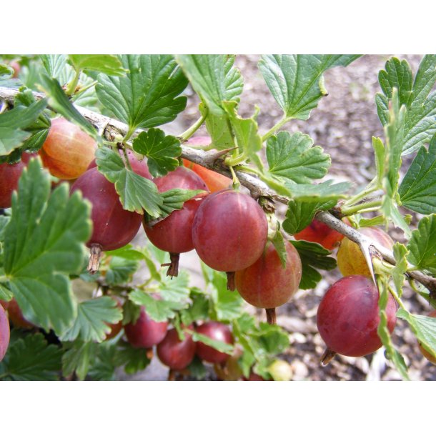 Ribes uva-crispa 'Hinnomki' (Rd)