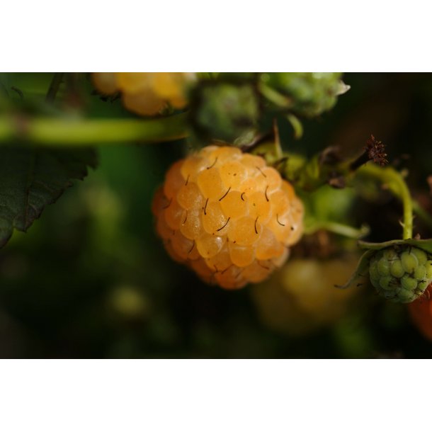 Rubus idaeus 'Sugana' (Gul)