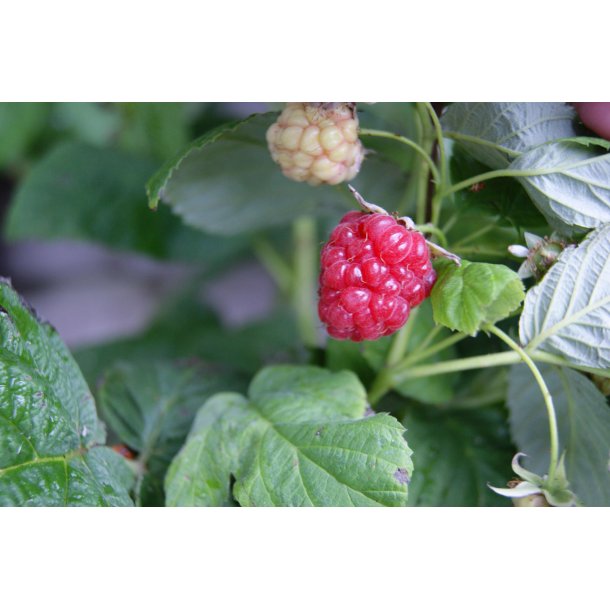 Rubus idaeus 'Mormorshallon'