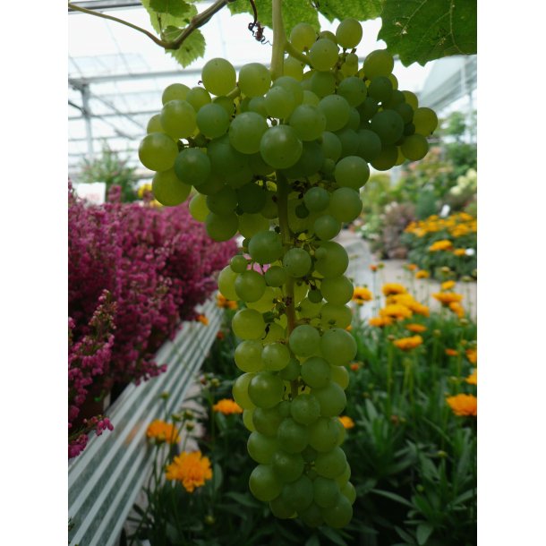 Vitis vinifera 'Lakemont Seedless'