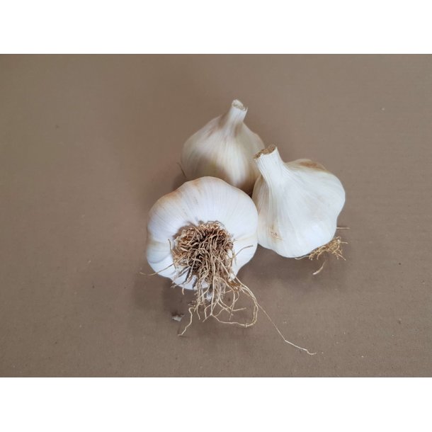 Allium Sativum 'Messidr&ocirc;me'