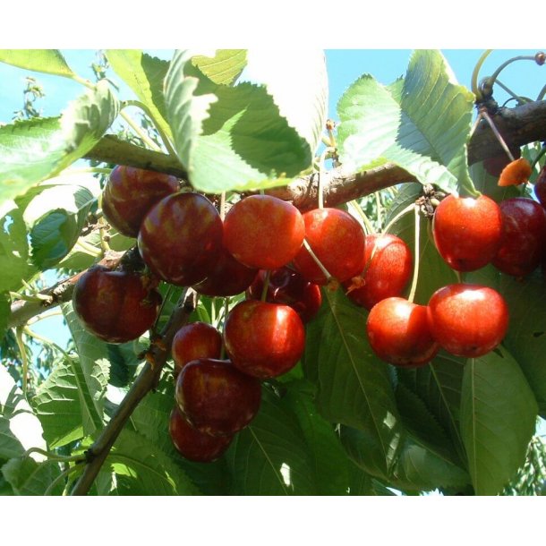 Prunus avium 'B&uuml;ttners Rote'