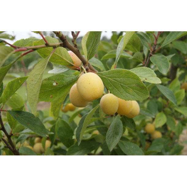 Prunus domestica 'Quillins Reine Claude'