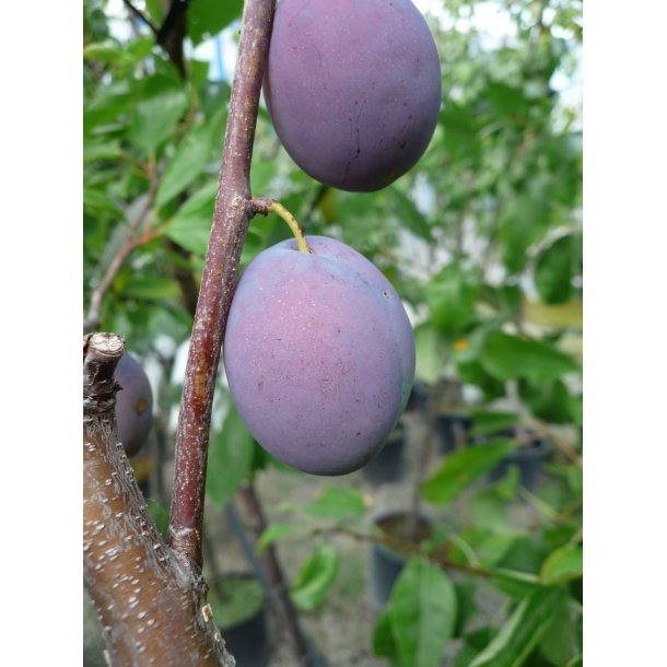 Prunus domestica 'Reine Claude Noir'