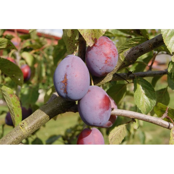 Prunus domestica 'Exp Sveske'