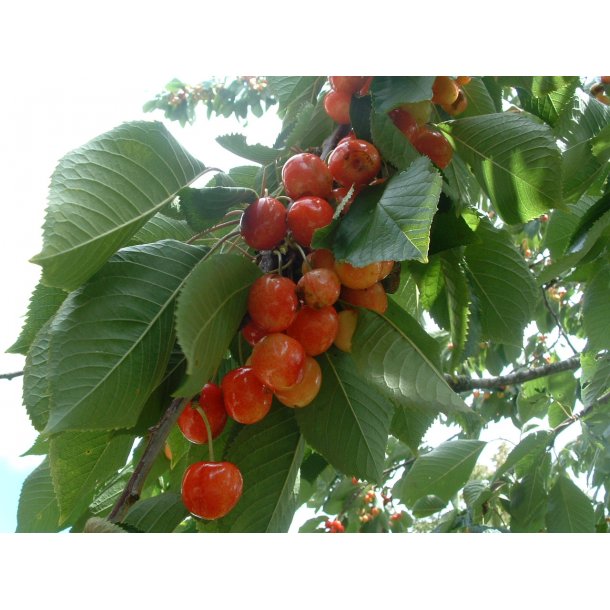 Prunus avium 'Fanal'