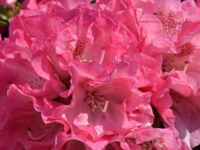 De nemme Rhododendron 