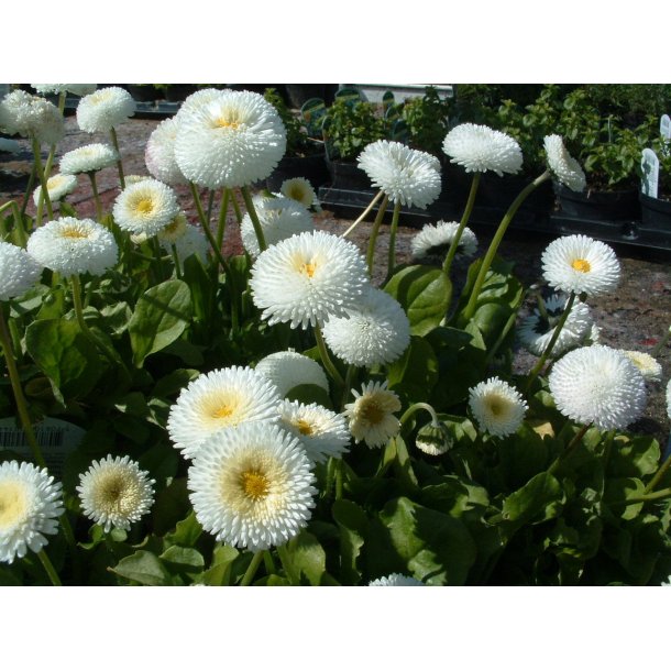 grave shilling Cater Bellis perennis 'Planet White' - Stauder - Home and Garden AmbA