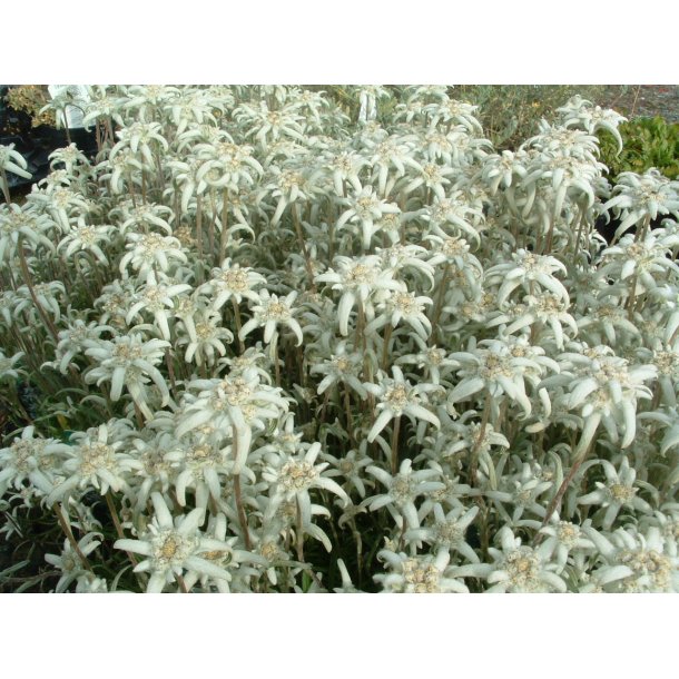 Leontopodium alpinum 'Mont Blanc'