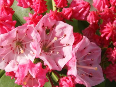 Rhododendron sphagnum