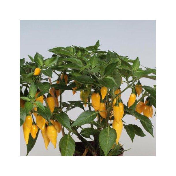 Capsicum frutescens 'Limon'