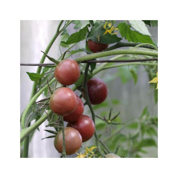 Solanum lycopersicum 'Chocolate'