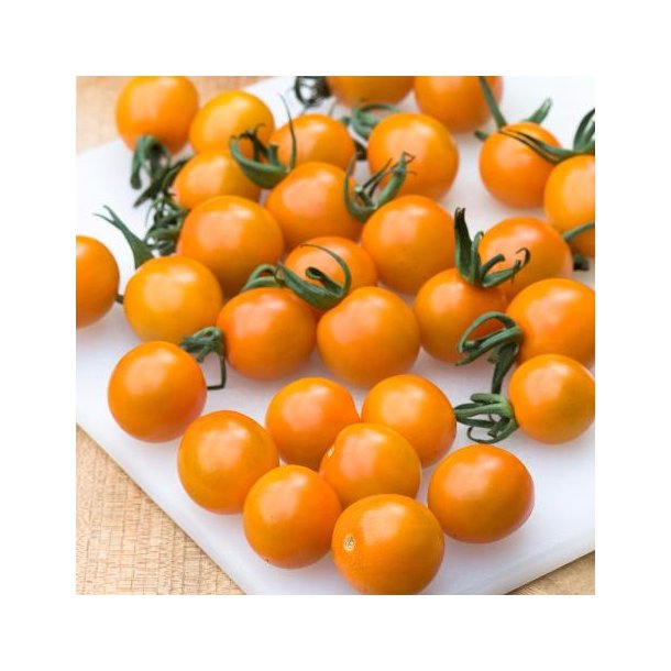 Solanum lycopersicum 'Orange Paruche'