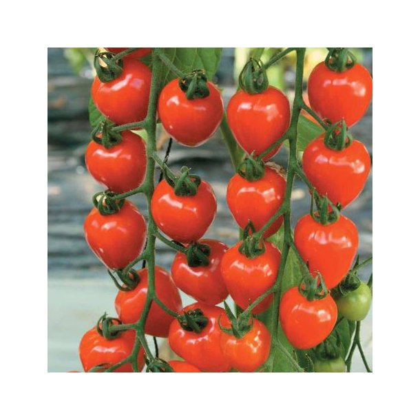 Solanum lycopersicum 'Berry Garde'