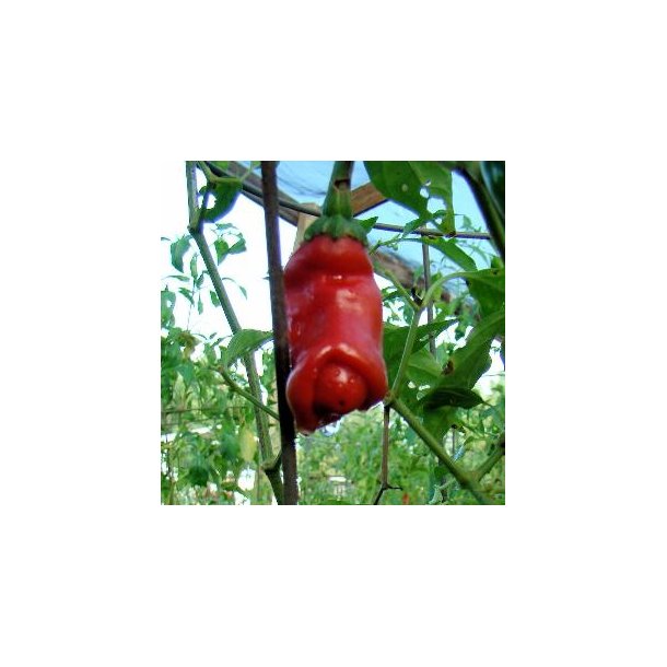 Capsicum frutescens 'Penis Chili'