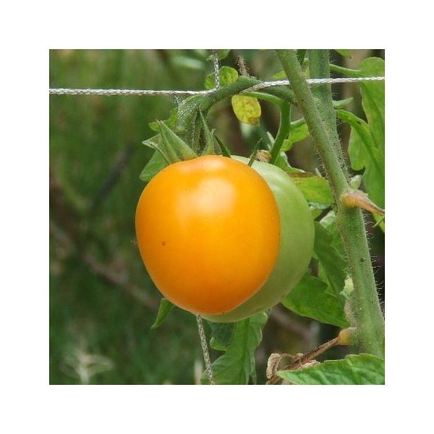 Solanum lycopersicum 'Lemon Boy'