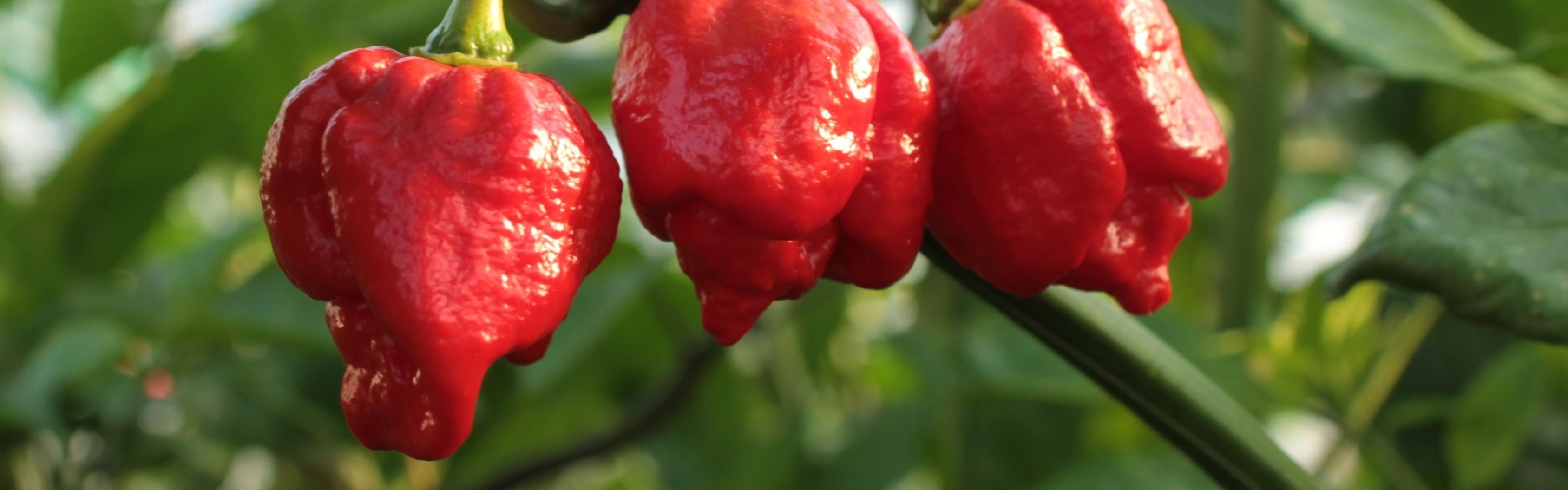 Oversigt over chili-sorter - and Garden AmbA
