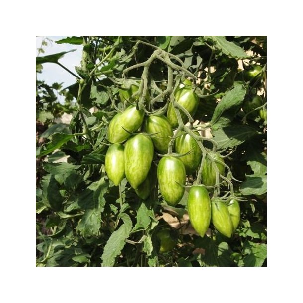 Solanum lycopersicum 'Green Tiger'