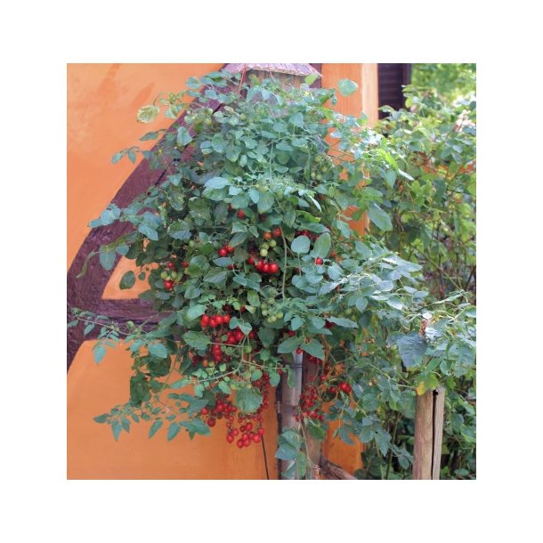 Solanum lycopersicum 'Romello'