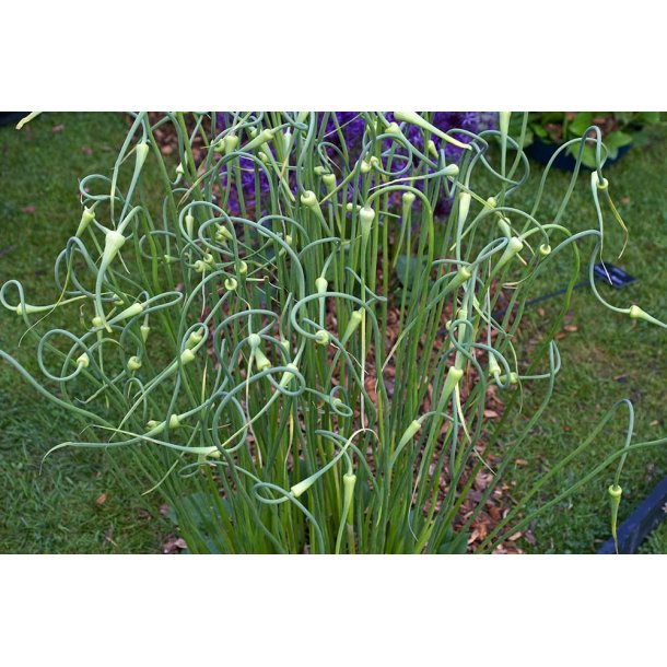 Allium sativum var 'Ophioscorodon'