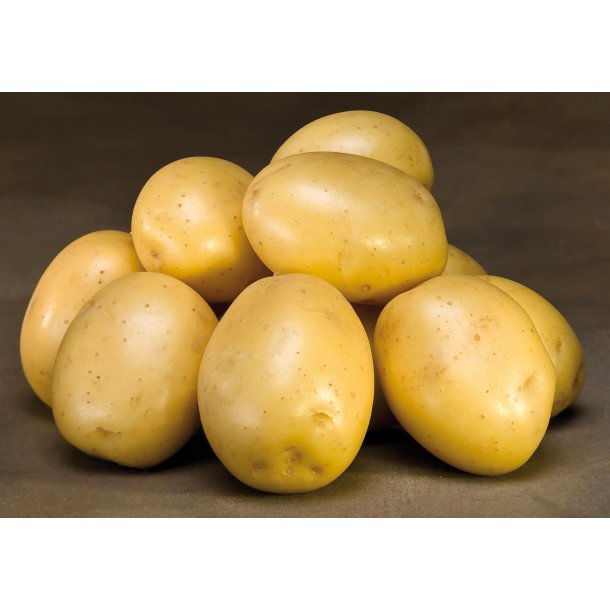 Solanum tuberosum 'Gala'