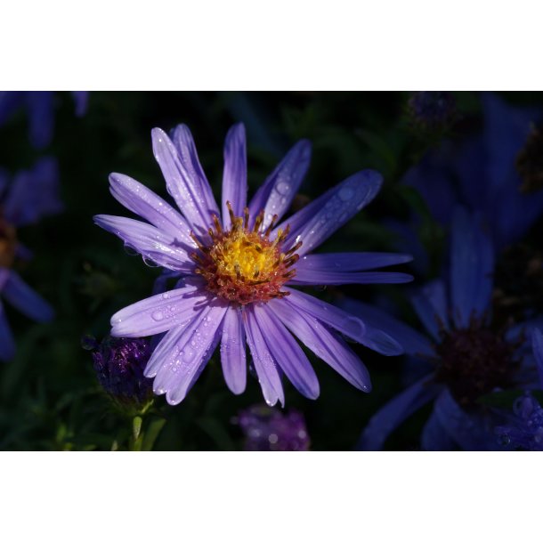 Aster dum 'Early Blue'