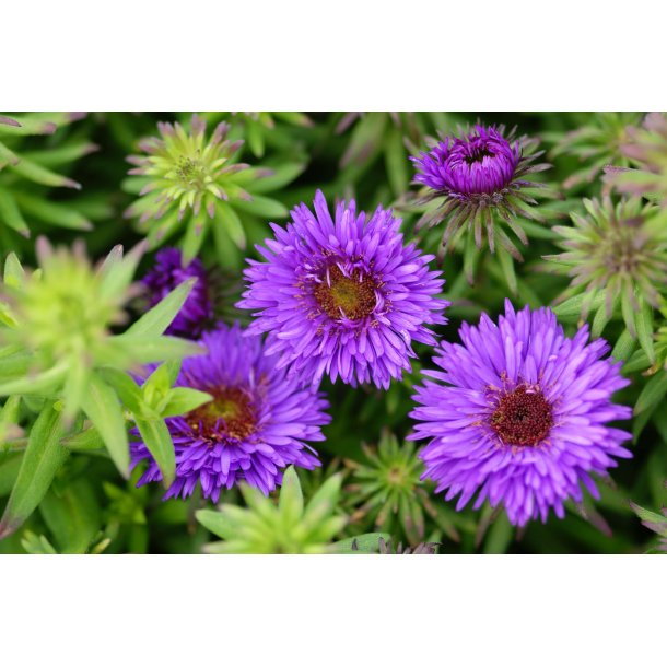 Aster novae-angliae 'Purple Dome' - Stauder - Home Garden