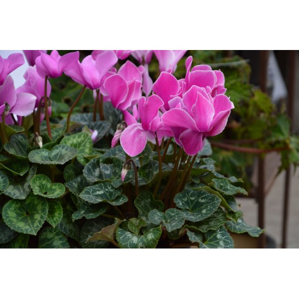 Cyclamen hed Ivy ice rose shades