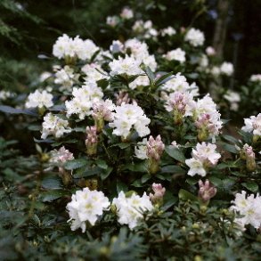 Surbundsplanter eller Rhododendron