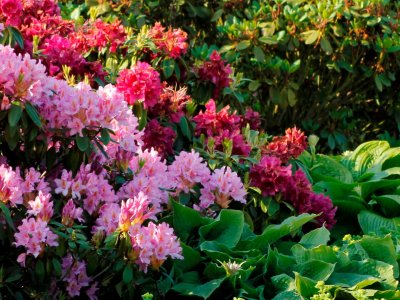 Gode råd til rhododendron