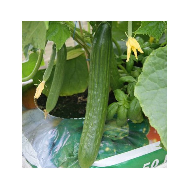 Cucumis Slange spiselige planter Home and Garden AmbA