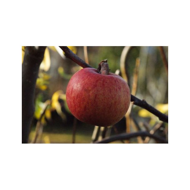 Malus dom 'Browns Apple'