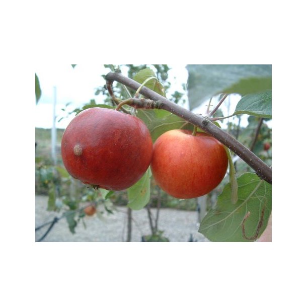 Malus dom 'Red free'