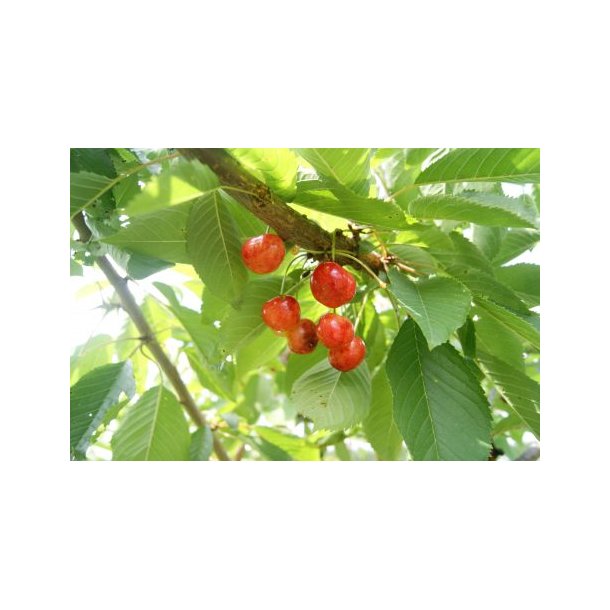 Prunus avium 'Merton Late'