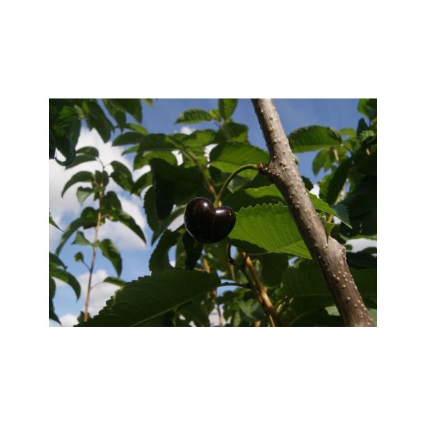 Prunus avium 'Skeena'