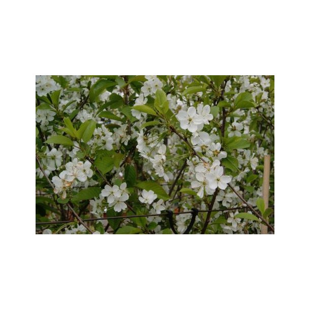 Prunus cerasus 'Skyggemorel'