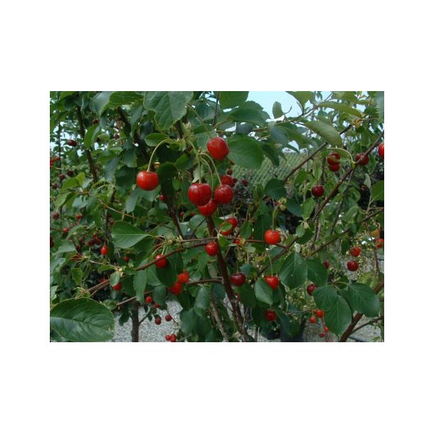 Prunus cerasus 'Kelleriis 16'