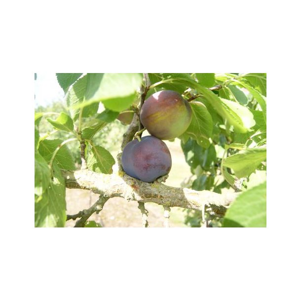 Prunus dom 'Anita'