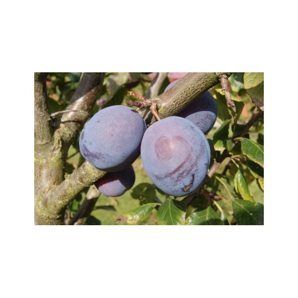 Prunus dom 'Tophit'