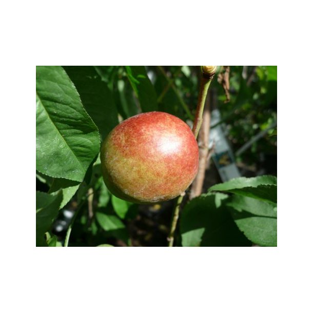 Prunus persica 'Lord Napiere'