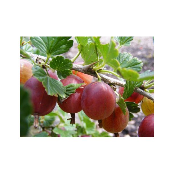 Ribes uva-crispa 'Hinnonm&auml;ki Rd'